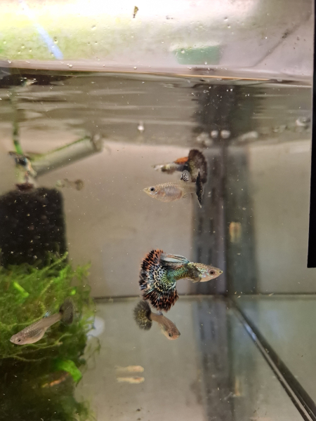 Blue Dragon big ear, Guppy, Poecilia reticulata
